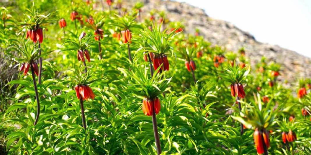 Halk ‘Ağlayan gelin’ olarak biliyor: 20 günlük ömrüyle doğayı renklendirdi 1